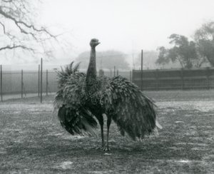 Zobrazení mužského hovoru v Greater Rhea, London Zoo od Frederick William Bond