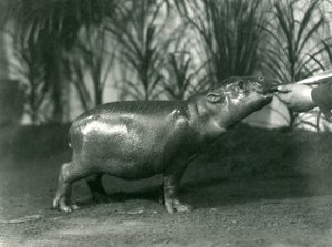 Percy, mladý hrošík trpasličí ručně krmený v londýnské zoo, listopad 1923 (černobílá fotografie) od Frederick William Bond