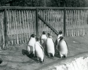 Šest tučňáků králových kráčejících vedle svého bazénu v londýnské zoo v roce 1927 od Frederick William Bond
