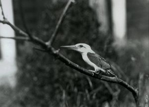 Ledňáček říční odpočívající na větvi, tento poddruh pochází ze souostroví Sulu na Filipínách, londýnská zoo od Frederick William Bond