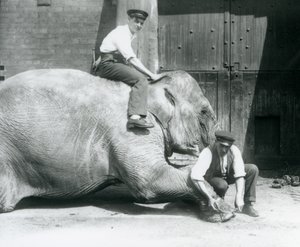 Sundermalah ořezává přední nohu jedním ošetřovatelem pilníkem, zatímco další sedí na zádech, Londýnská zoo, srpen 1926 od Frederick William Bond