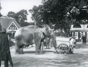 Syed Ali na koni Indiarani za vozíkem, Londýnská zoo, říjen 1925 od Frederick William Bond