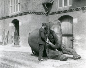 Syed Ali, trénující indiarani před Elephant House, Londýnská zoo, srpen 1923 (černobílá fotografie) od Frederick William Bond