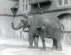 Syed Ali, trénující indiarani před Elephant House, Londýnská zoo, srpen 1923 (černobílá fotografie) od Frederick William Bond