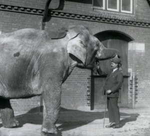 Syed Ali trénuje indiarani před domem slonů, londýnská zoo, říjen 1925 od Frederick William Bond
