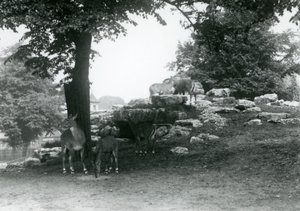 ElandAntelope Paddock v londýnské zoo v roce 1924 od Frederick William Bond