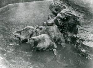 Tři bobři ve svém bazénu v londýnské zoo, 20. léta 20. století od Frederick William Bond