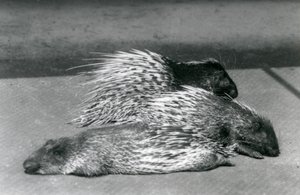 Three Cape South African Porcupines, London Zoo, 1925 od Frederick William Bond