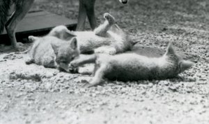 Tři kojotí mláďata válející se po zemi u matčiných nohou, londýnská zoo od Frederick William Bond