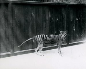 Thylacine Tasmanian Wolf v londýnské zoo, před rokem 1930 od Frederick William Bond