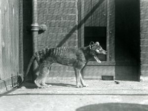 Thylacine / vlk tasmánský v londýnské zoo v srpnu 1926 (černobílá fotografie) od Frederick William Bond