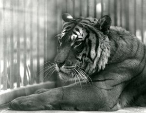 Tiger Sam v londýnské zoo, 1925 od Frederick William Bond