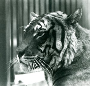 Tiger Sam v londýnské zoo v roce 1925 od Frederick William Bond