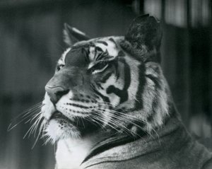 Tygřice Sally v londýnské zoo v roce 1927 od Frederick William Bond