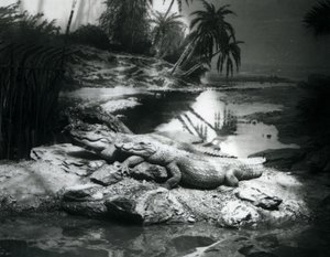 Dva aligátoři, v panoramatickém prostředí, v londýnské zoo v červnu 1927 od Frederick William Bond