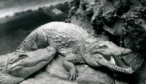 Dva američtí aligátoři v londýnské zoo, červenec 1914 od Frederick William Bond