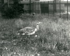 Dva dropi arabští stojící ve výběhu v londýnské zoo, září 1927 od Frederick William Bond
