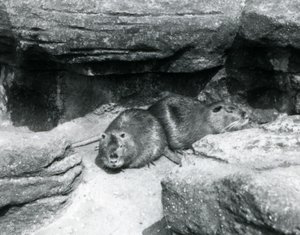 Dvě nutrie odpočívající mezi kameny ve svém výběhu v londýnské zoo, duben 1925 od Frederick William Bond