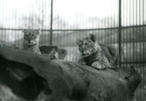 Dvě lvíčata, která se narodila ve zvěřinci, ve výběhu v londýnské zoo, duben 1924 od Frederick William Bond