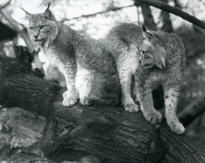 Dva rysi severní, jeden sedící a jeden stojící, na větvi, londýnská zoo, říjen 1925 od Frederick William Bond