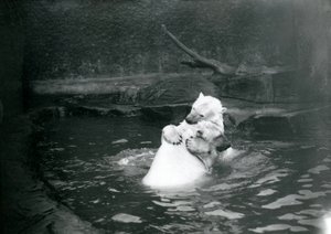 Dva lední medvědi, včetně mláděte, objímání a hraní si v bazénu v londýnské zoo, červen 1922 od Frederick William Bond