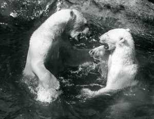 Dva lední medvědi dovádějící ve svém bazénu v londýnské zoo v roce 1926 od Frederick William Bond