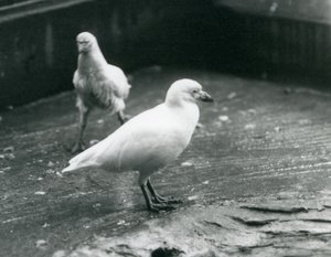 Dva Sheathbills Snowy stojící a kráčející po zemi v londýnské zoo, srpen 1927 od Frederick William Bond