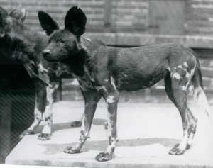 Dva somálští divocí psi v londýnské zoo, červenec 1925 od Frederick William Bond