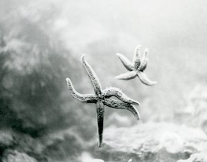 Dvě hvězdice, na skle akvária, ukazující své spodní strany v londýnské zoo v březnu 1925 od Frederick William Bond
