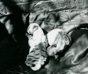 Dvě mláďata hyeny pruhované v londýnské zoo, asi 1914 od Frederick William Bond