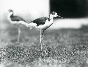 Dva černokrké chůdy stojící na trávě, London Zoo, červenec 1925 od Frederick William Bond