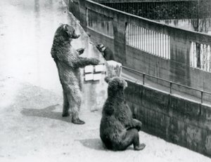 Dva medvědi hnědí, jeden stojící na zadních a jeden sedící, dívají se dolů z Mappin Terraces, London Zoo, červenec 1925 od Frederick William Bond