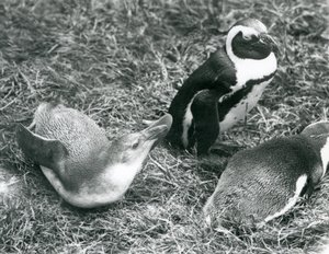 Dva mladí a jeden dospělí afričtí tučňáci černonohí, sedící a ležící na trávě, v londýnské zoo duben 1925 od Frederick William Bond