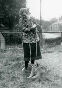 Dvě lvíčata s mladou ženou v londýnské zoo v srpnu 1925 od Frederick William Bond