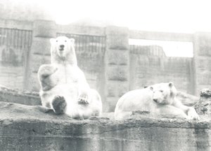 Dva lední medvědi v ZSL London Zoo, 1927 od Frederick William Bond