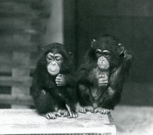 Dva mladí šimpanzi sedící na dřevěné bedně, londýnská zoo od Frederick William Bond