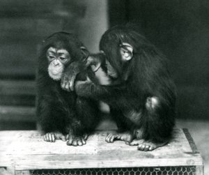 Dva mladí šimpanzi sedící na dřevěné bedně, London Zoo, 1924 od Frederick William Bond