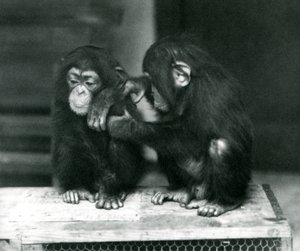 Dva mladí šimpanzi sedí na dřevěné bedně. Jeden klidně sedí, zatímco druhý si upravuje kožešinu, londýnská zoo od Frederick William Bond