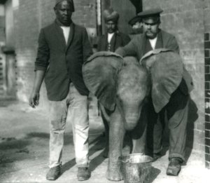 Mladý slon africký Kiberenge, pijící z kbelíku, s trenéry Darishem a Syed Ali a chovatelem H. Robertsonem v roce 1923 od Frederick William Bond