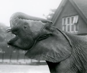 Mladý slon africký Kiberenge zvedá chobot a volá, Londýnská zoo, srpen 1925 od Frederick William Bond