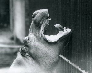 Young Hippopotamus Bobbie v londýnské zoo, 1927 od Frederick William Bond