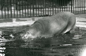 Mladý hroch Bobbie vstoupil do svého bazénu v londýnské zoo v srpnu 1927 od Frederick William Bond