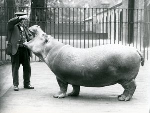 Mladý hroch Bobbie s chovatelem Erniem Bowmanem, Londýnská zoo, červenec 1923 (černobílá fotografie) od Frederick William Bond