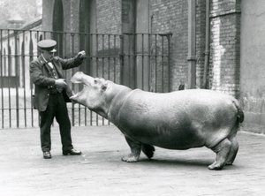 Mladý hroch Bobbie s chovatelem Erniem Bowmanem, Londýnská zoo, červenec 1923 (černobílá fotografie) od Frederick William Bond