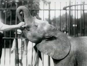Mladá samice afrického trpasličího slona Oojah dostává pamlsek, Londýnská zoo, červenec 1925 od Frederick William Bond