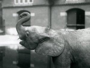 Mladá samice afrického trpasličího slona Oojah zvedající chobot v londýnské zoo, srpen 1925 od Frederick William Bond