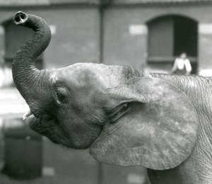 Mladá samice afrického trpasličího slona Oojah zvedající chobot v londýnské zoo, srpen 1925 od Frederick William Bond