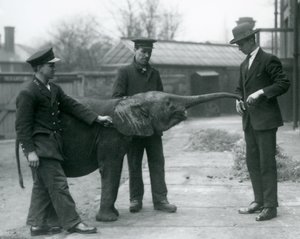 Mladá samice trpasličího afrického slona Oojah zvedá chobot pro pamlsek v londýnské zoo, červen 1925 od Frederick William Bond