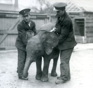Mladá samice slona Pygmyho Oojah se dvěma chovateli v londýnské zoo v dubnu 1925 od Frederick William Bond