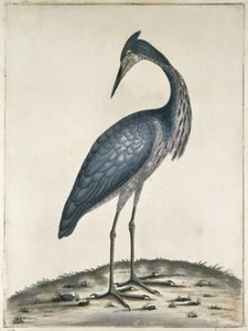 A Heron, 1789 (wc a inkoust na papíře)
